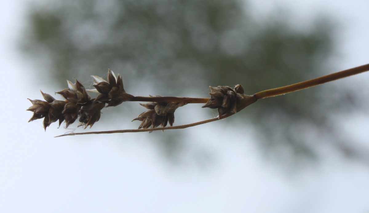 Image of Carex brunnescens specimen.