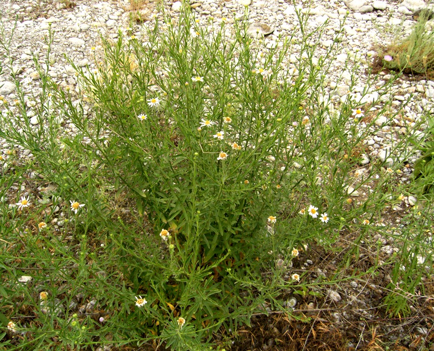 Image of Heteropappus canescens specimen.