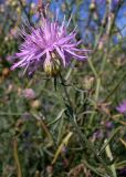 Centaurea majorovii