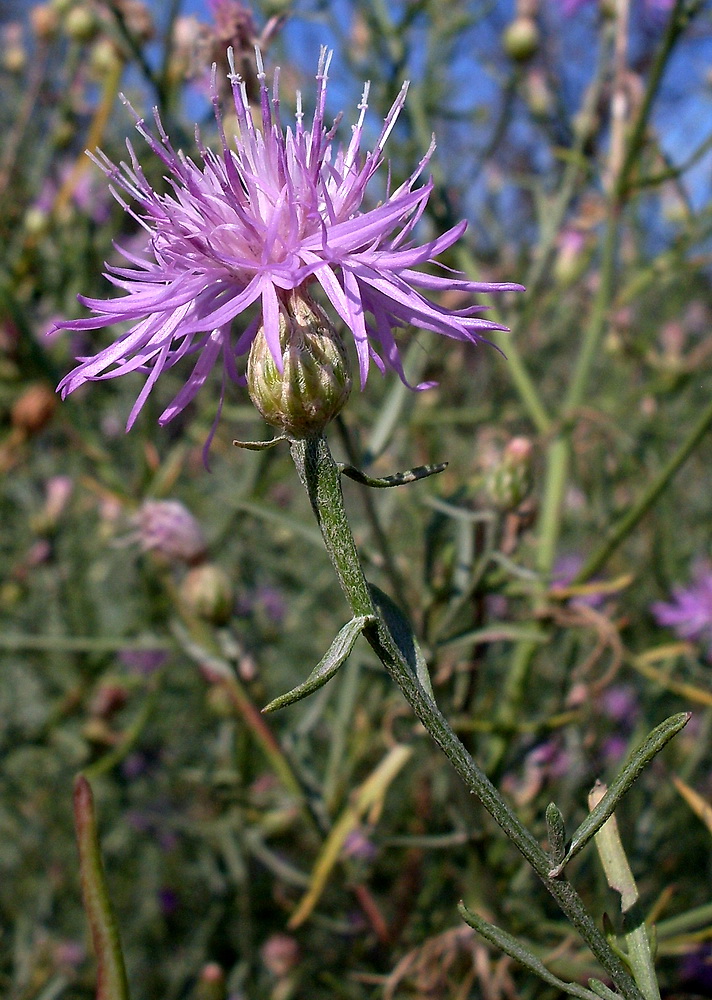 Image of Centaurea majorovii specimen.