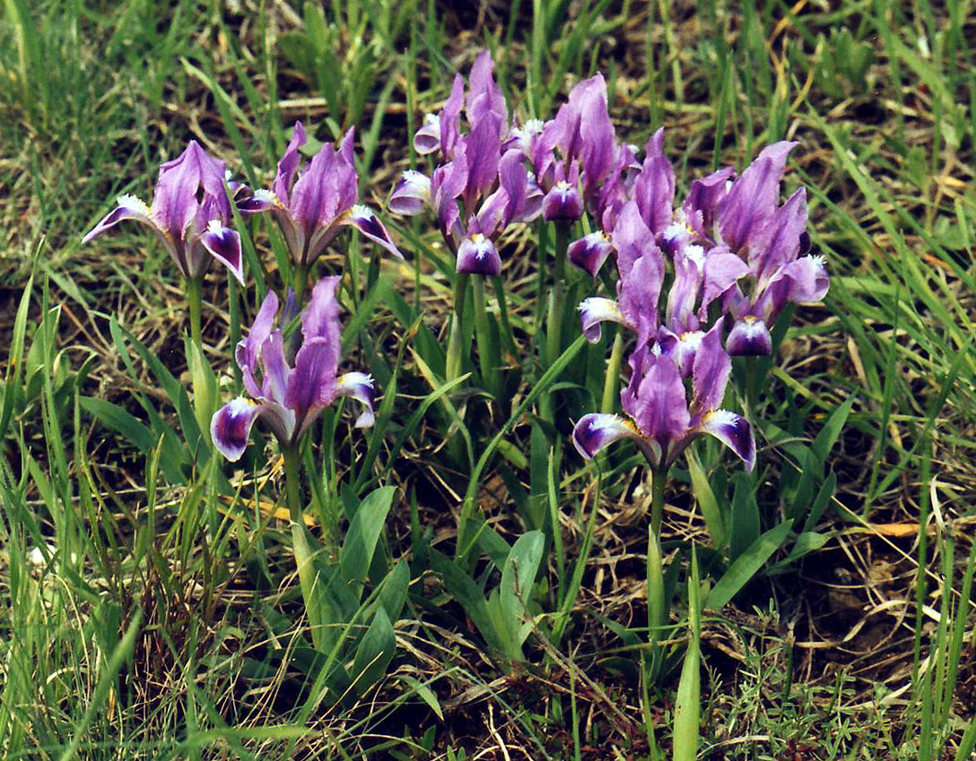 Image of Iris pumila specimen.