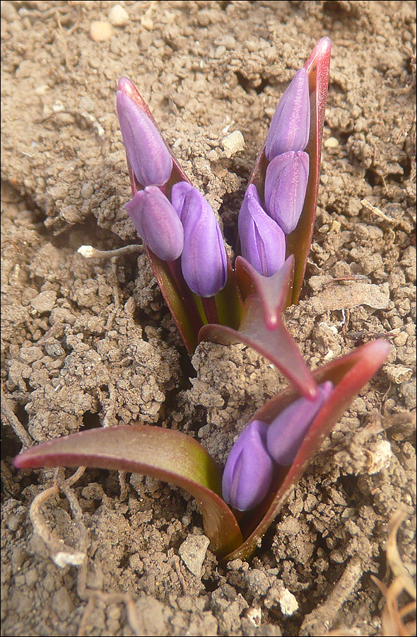 Изображение особи Scilla bifolia.