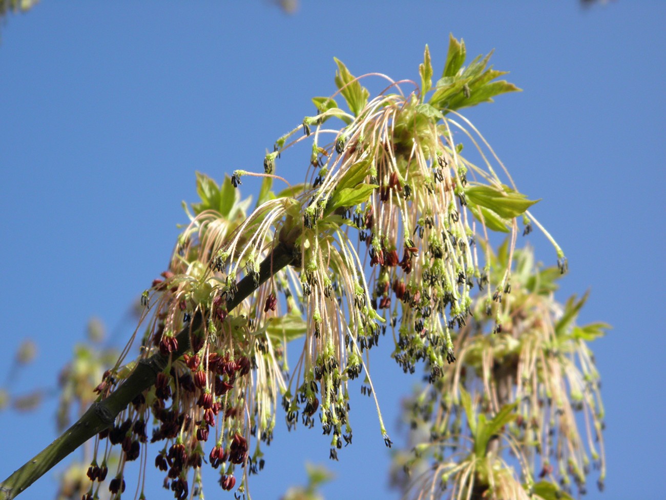 Image of Acer negundo specimen.