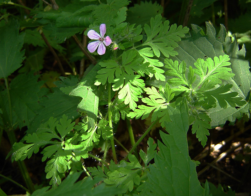 Изображение особи Geranium robertianum.