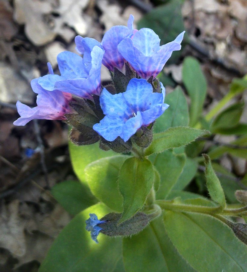 Изображение особи Pulmonaria obscura.