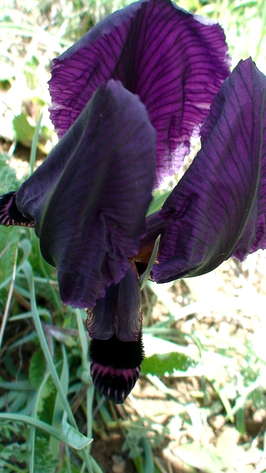 Image of Iris paradoxa specimen.