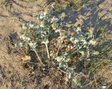 Eryngium maritimum