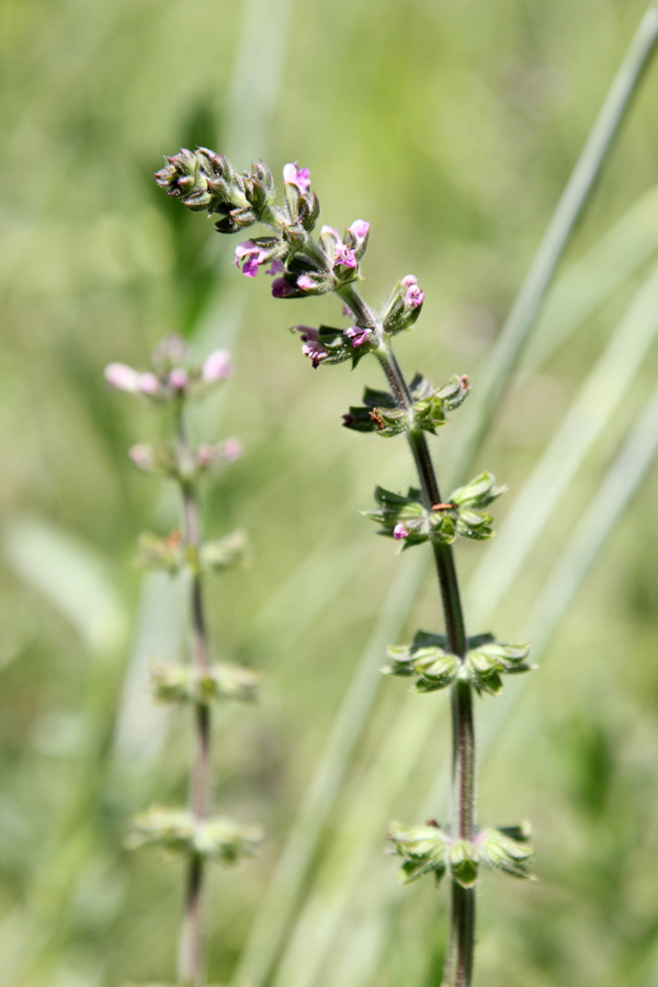 Изображение особи Salvia verbenaca.