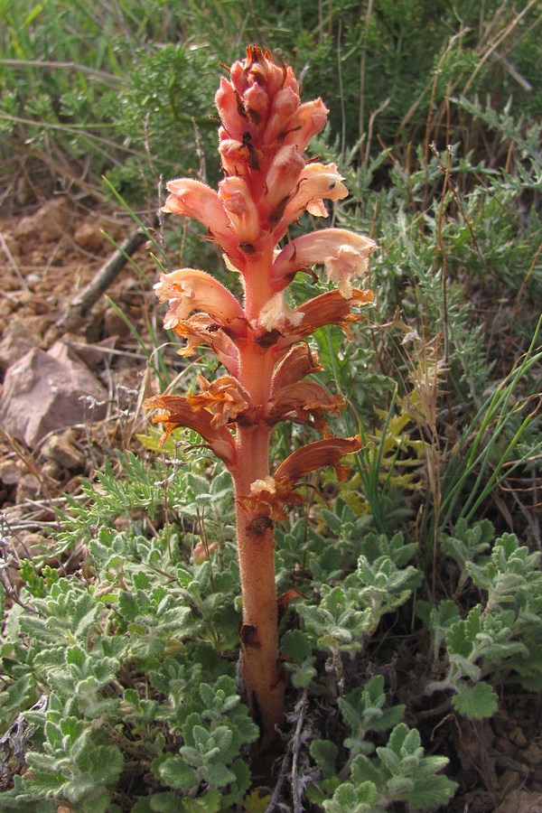 Изображение особи Orobanche centaurina.