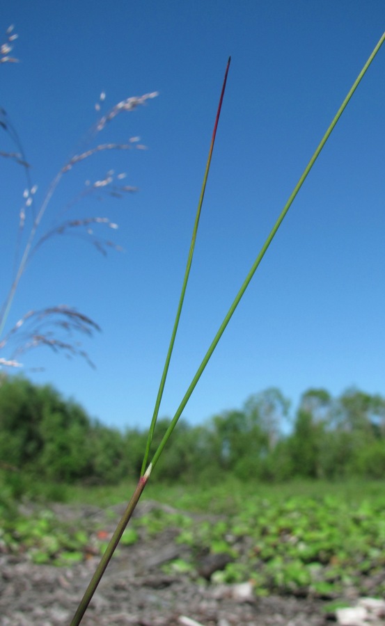 Image of Avenella flexuosa specimen.