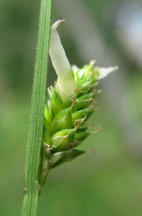 Изображение особи Carex canescens.