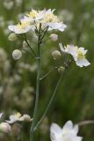 Thalictrum tuberosum. Соцветие. Испания, Страна Басков, Алаба, окр. сельского поселения Гопеги, поляна в можжевелово-дубовом редколесье. 08.06.2012.