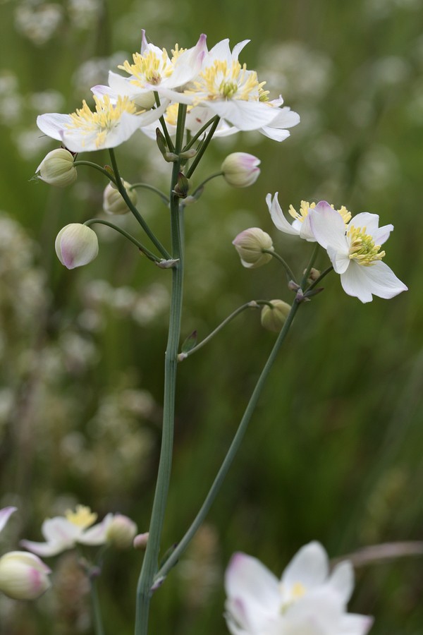 Image of Thalictrum tuberosum specimen.