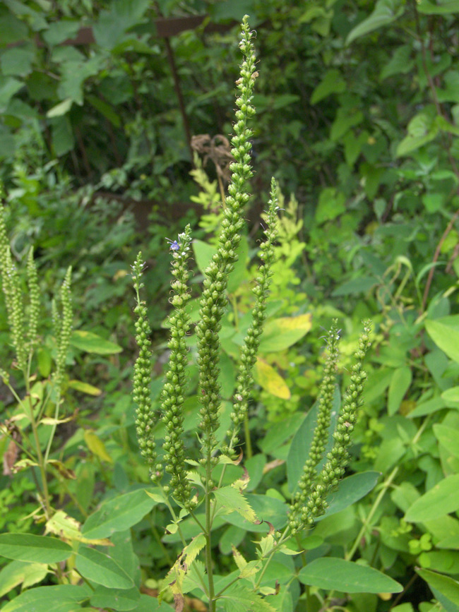 Изображение особи Veronica longifolia.