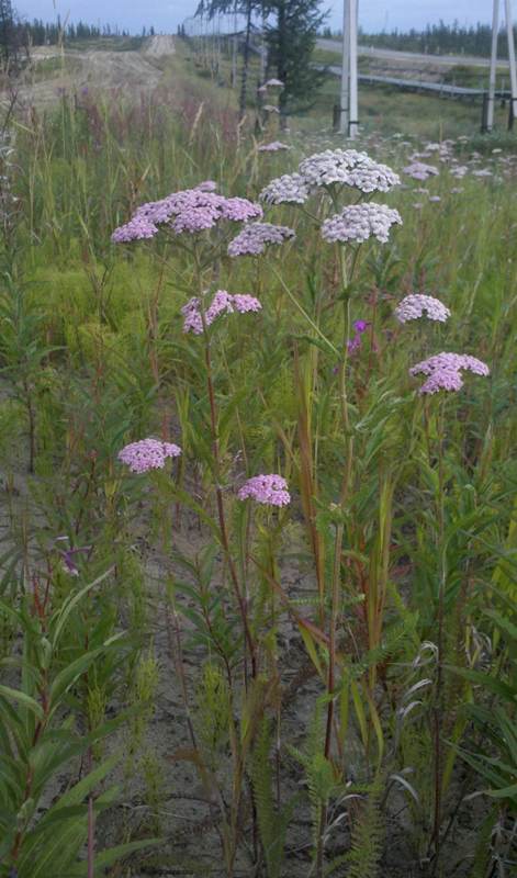 Изображение особи Achillea nigrescens.