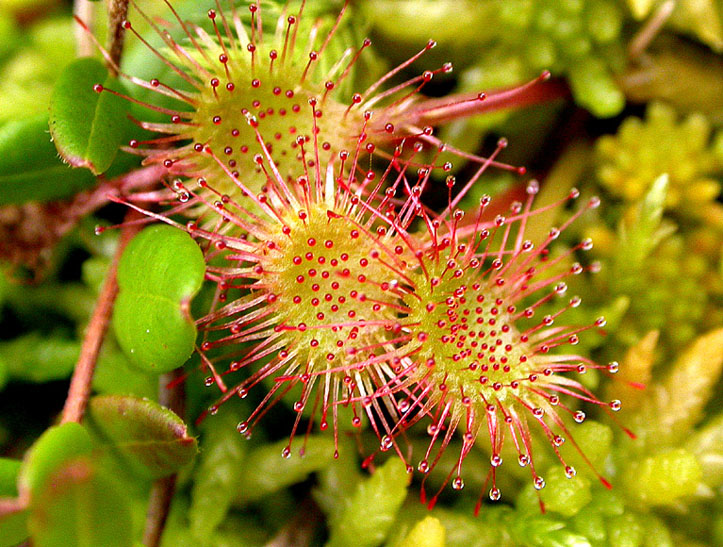 Изображение особи Drosera rotundifolia.