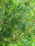 Salix × alopecuroides. Часть кроны куста. Астраханская обл., Лиманский р-н, окрестности с. Камышово, берег залива лимана Шаряман. 10.08.2012.