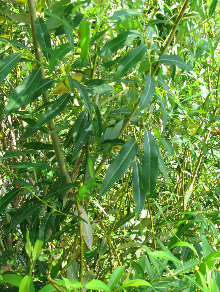 Image of Salix &times; alopecuroides specimen.