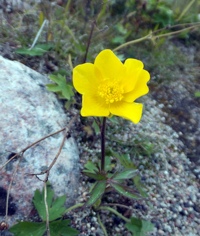 Изображение особи Ranunculus propinquus.