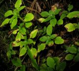 Chrysosplenium ovalifolium