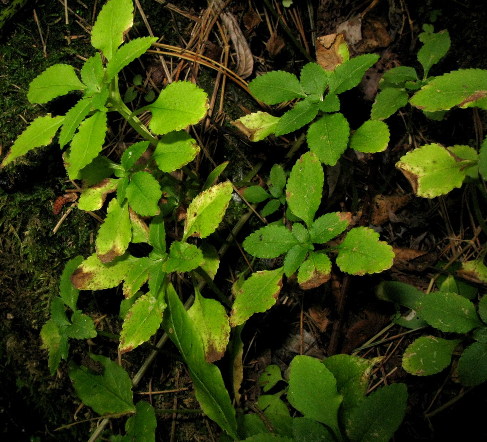 Изображение особи Chrysosplenium ovalifolium.