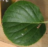 Hydrangea petiolaris