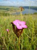 Image of taxon representative. Author is Виталий Коломийчук