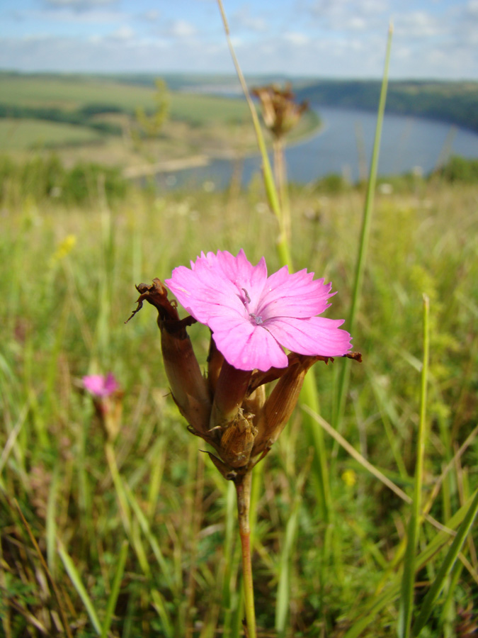 Изображение особи род Dianthus.