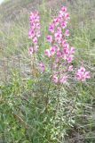 Antirrhinum majus