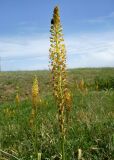 Eremurus spectabilis. Соцветие. Ростовская обл., Персиановская степь, Аютинские склоны, верхняя часть правого коренного берега р. Аюта. 15.05.2012.