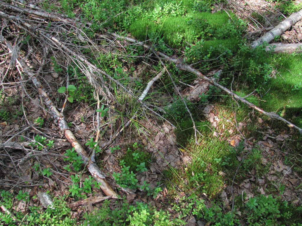 Image of Carex brunnescens specimen.
