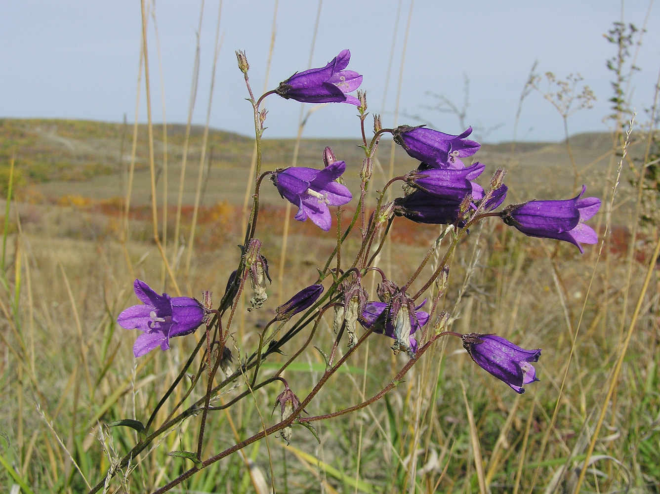 Image of Campanula sibirica specimen.