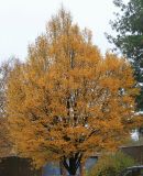 Carpinus betulus