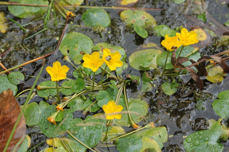 Изображение особи Nymphoides peltata.