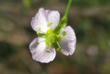 Alisma plantago-aquatica. Цветок. Украина, г. Запорожье, пос. Солнечный, берег ручья. 14.07.2012.