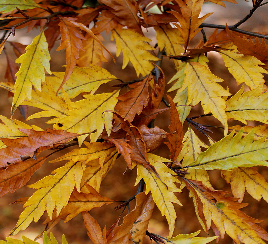 Image of Fagus sylvatica specimen.
