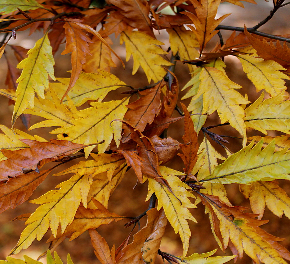 Изображение особи Fagus sylvatica.