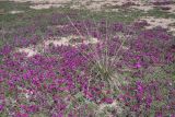 Oxytropis microphylla