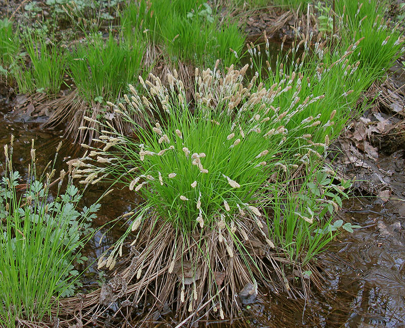 Изображение особи Carex cespitosa.