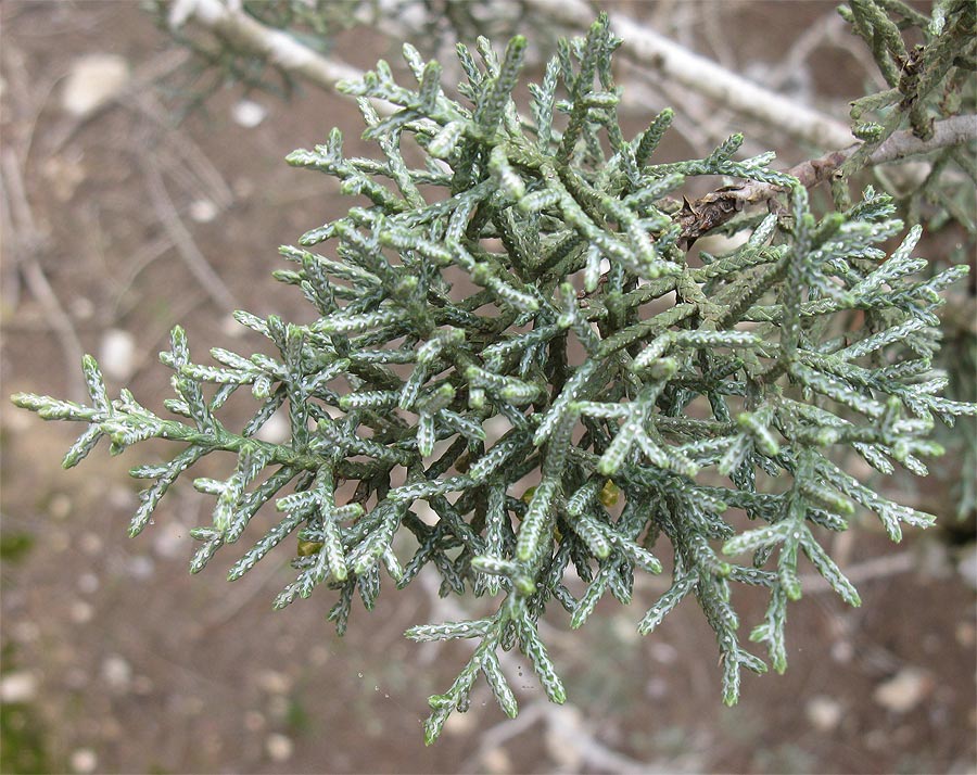 Image of Cupressus arizonica specimen.