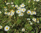 genus Anthemis. Цветущие растения. Испания, автономное сообщество Андалусия, провинция Кадис, муниципалитет Тарифа, окр. дер. Эль Лентискаль, луг. 23.02.2013.