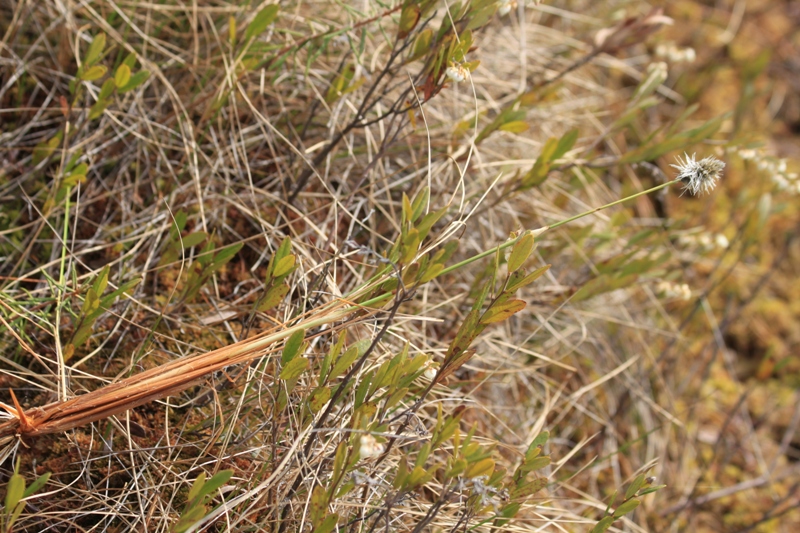 Image of Eriophorum brachyantherum specimen.