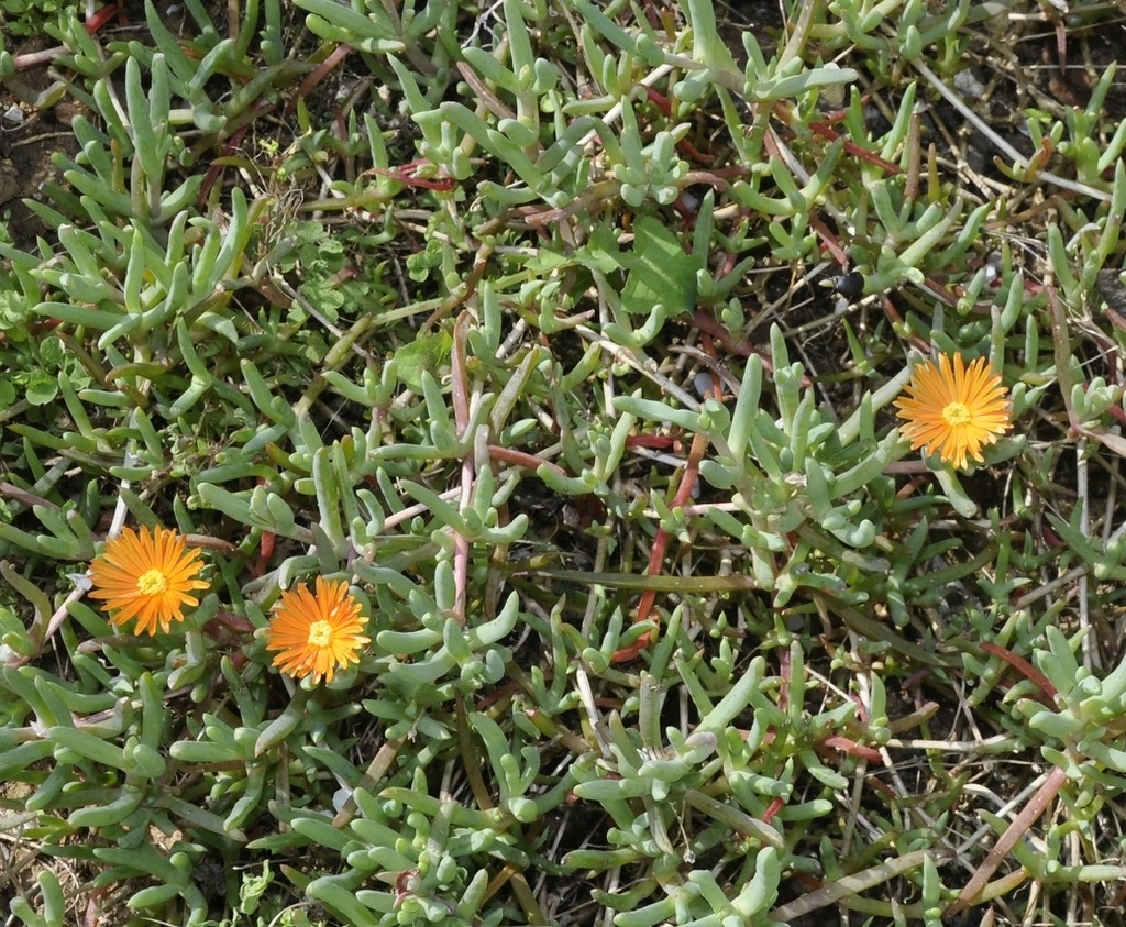 Image of genus Delosperma specimen.