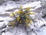 Genista compacta