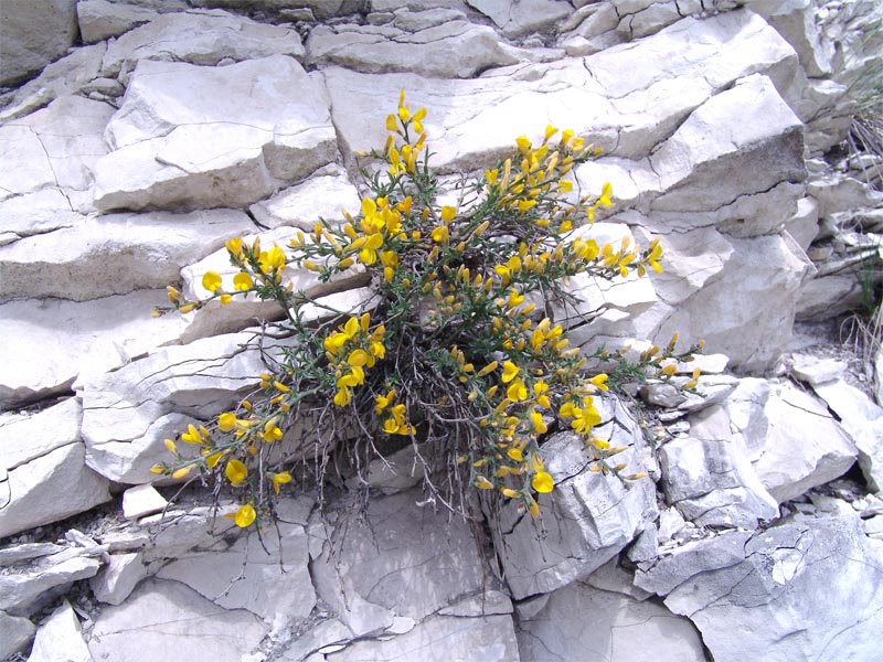 Image of Genista compacta specimen.