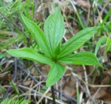 Paris verticillata