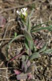 Arabis auriculata