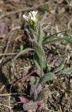 Arabis auriculata. Цветущее растение. Крым, Карадагский заповедник, биостанция, выбитый участок. 6 апреля 2013 г.