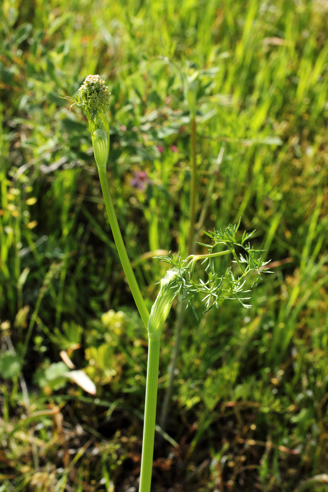 Изображение особи Oedibasis chaerophylloides.