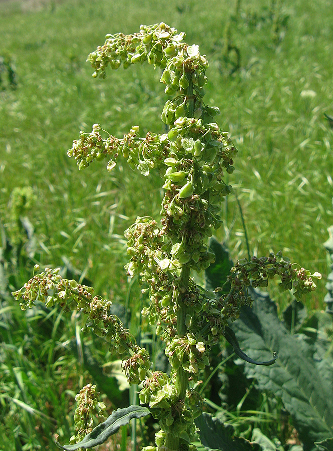 Image of Rumex confertus specimen.